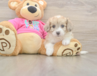 7 week old Aussiechon Puppy For Sale - Lone Star Pups