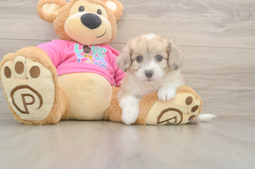 6 week old Aussiechon Puppy For Sale - Lone Star Pups