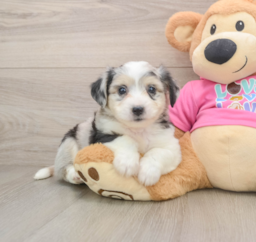 7 week old Aussiechon Puppy For Sale - Lone Star Pups