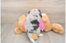 Small Aussiechon Baby