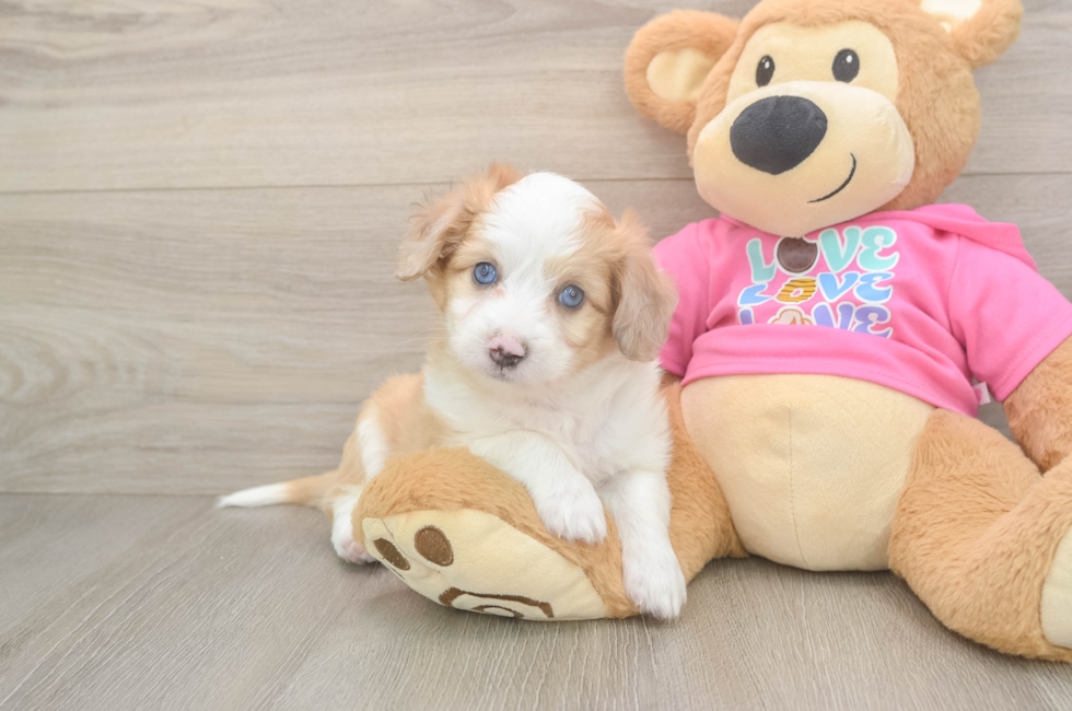 6 week old Aussiechon Puppy For Sale - Lone Star Pups