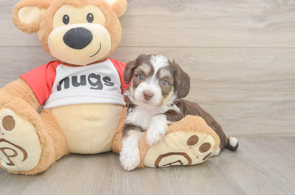 5 week old Aussiechon Puppy For Sale - Lone Star Pups