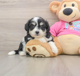 7 week old Aussiechon Puppy For Sale - Lone Star Pups
