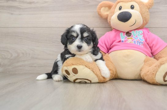 Little Aussie Bichon Designer Puppy