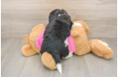 Aussiechon Puppy for Adoption