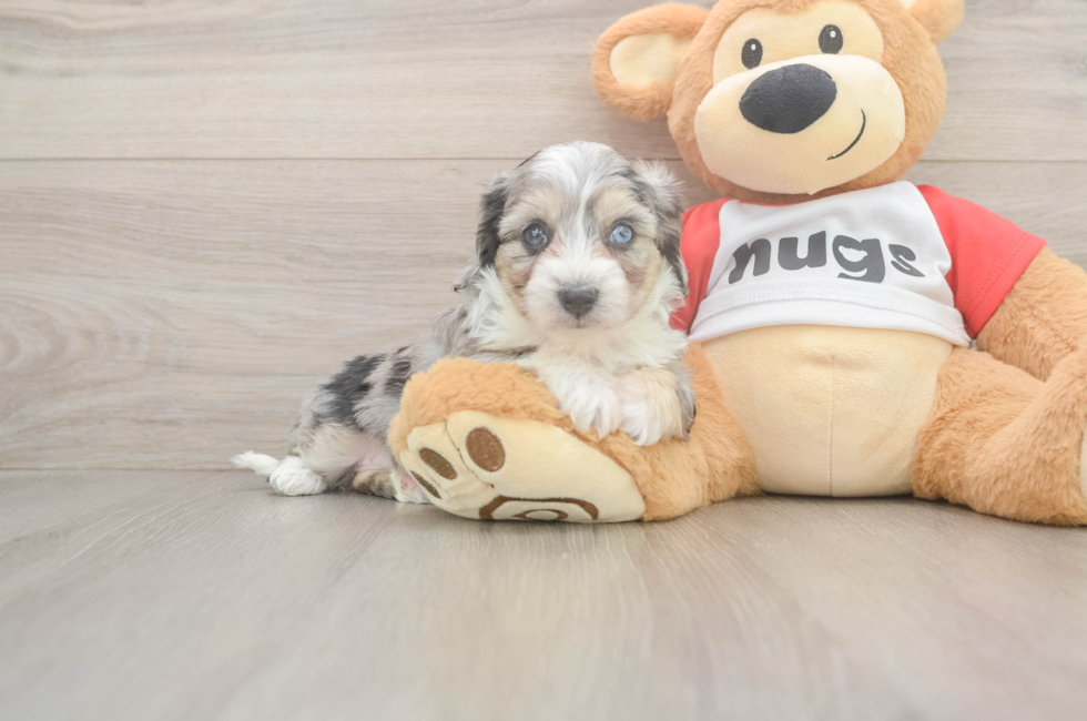 5 week old Aussiechon Puppy For Sale - Lone Star Pups
