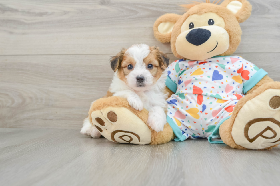 7 week old Aussiechon Puppy For Sale - Lone Star Pups