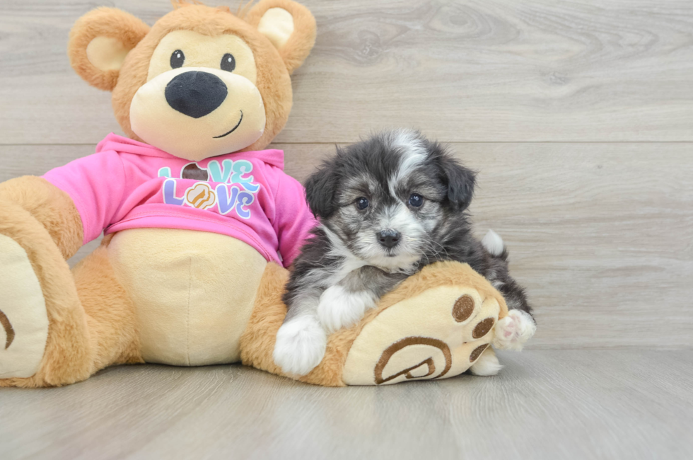 5 week old Aussiechon Puppy For Sale - Lone Star Pups