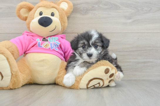 Best Aussiechon Baby