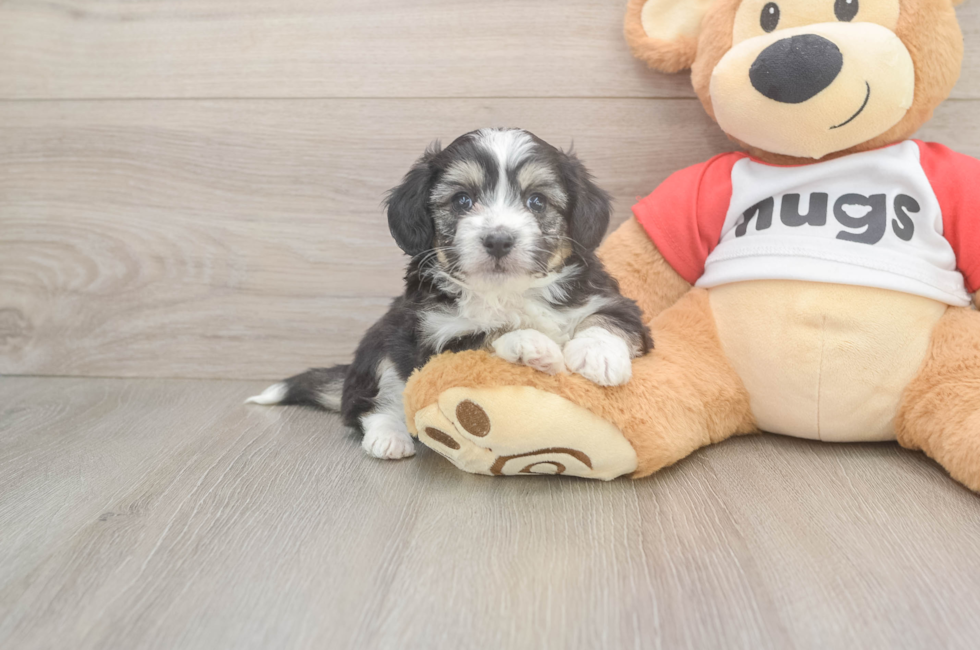 5 week old Aussiechon Puppy For Sale - Lone Star Pups