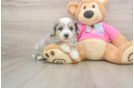 Hypoallergenic Aussie Bichon Designer Puppy
