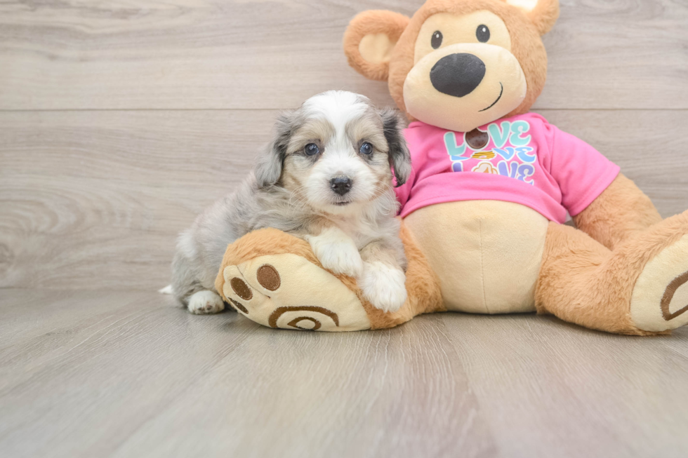 Hypoallergenic Aussie Bichon Designer Puppy
