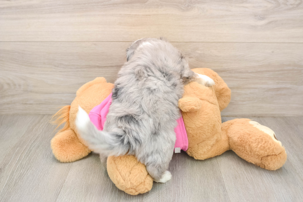 Aussiechon Puppy for Adoption