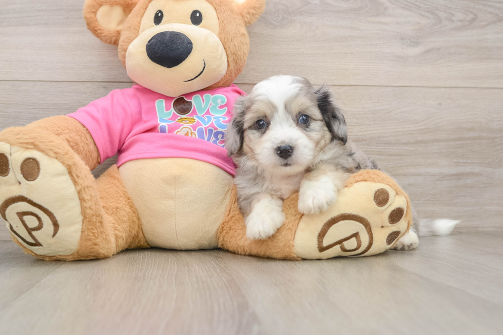 Best Aussiechon Baby
