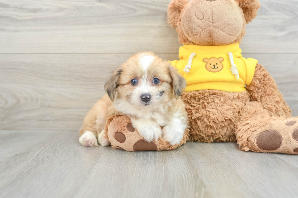 7 week old Aussiechon Puppy For Sale - Lone Star Pups