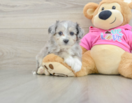 7 week old Aussiechon Puppy For Sale - Lone Star Pups