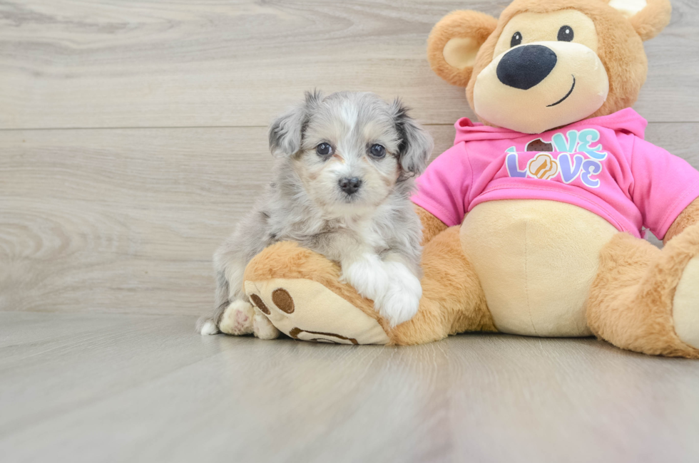 5 week old Aussiechon Puppy For Sale - Lone Star Pups
