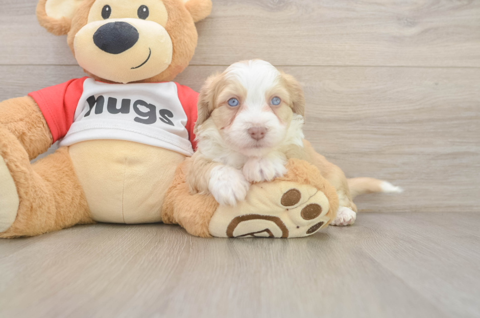 5 week old Aussiechon Puppy For Sale - Lone Star Pups