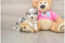Hypoallergenic Aussie Bichon Designer Puppy