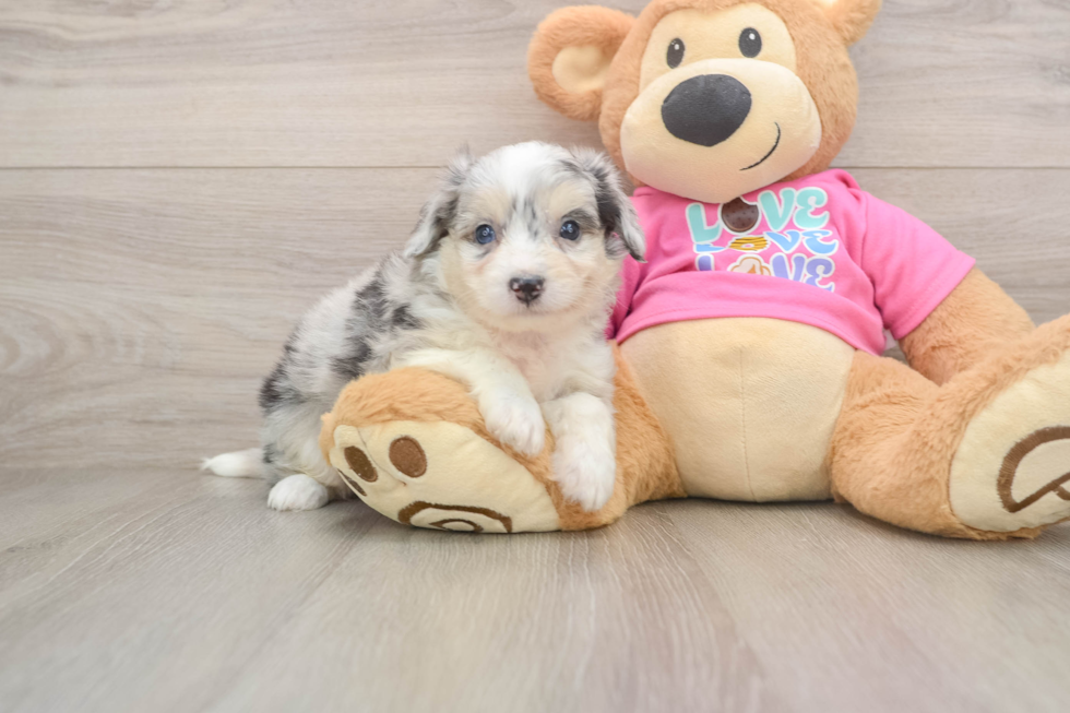 Hypoallergenic Aussie Bichon Designer Puppy