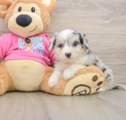 7 week old Aussiechon Puppy For Sale - Lone Star Pups