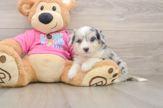 Aussiechon Puppy for Adoption