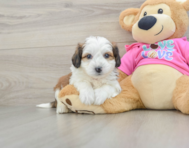 7 week old Aussiechon Puppy For Sale - Lone Star Pups