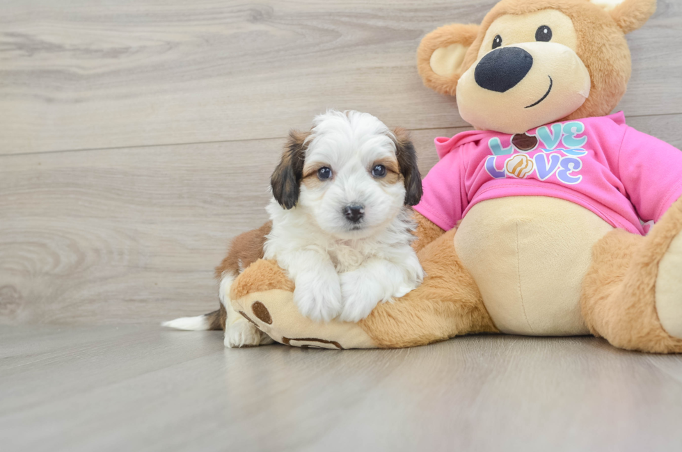 5 week old Aussiechon Puppy For Sale - Lone Star Pups