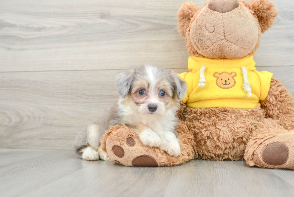 Playful Aussie Bichon Designer Puppy