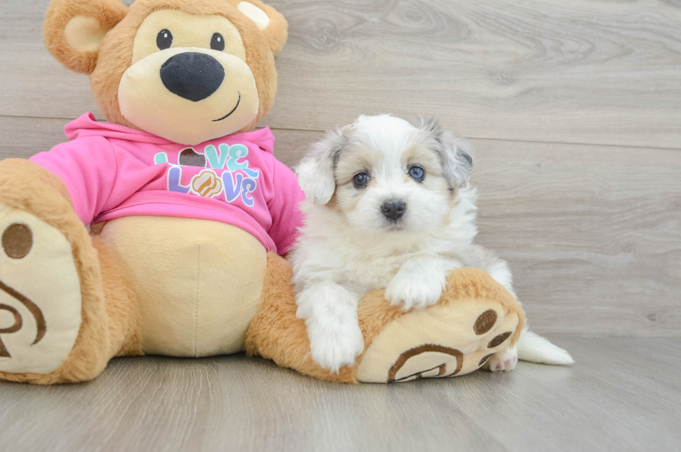 5 week old Aussiechon Puppy For Sale - Lone Star Pups