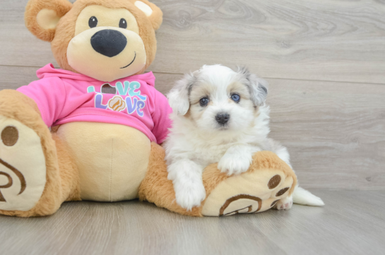 Petite Aussiechon Designer Pup