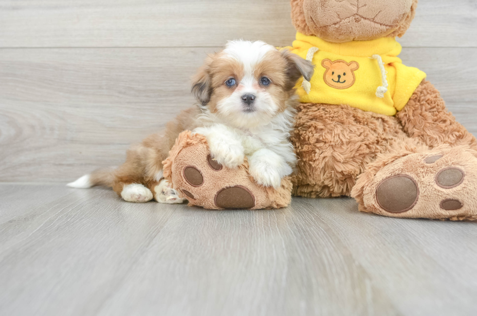 10 week old Aussiechon Puppy For Sale - Lone Star Pups