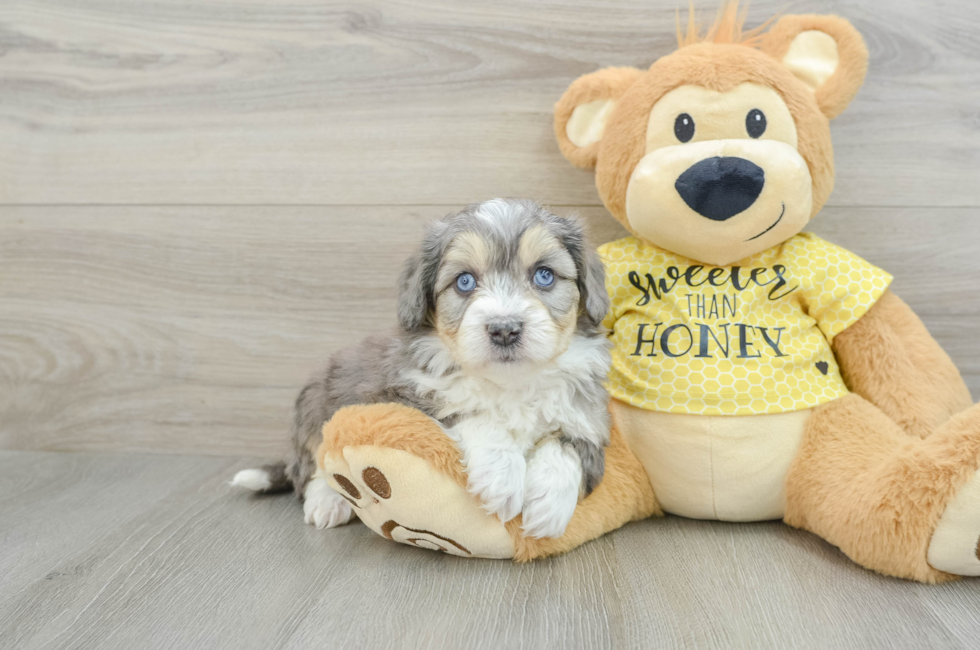 7 week old Aussiechon Puppy For Sale - Lone Star Pups