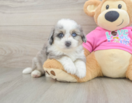 7 week old Aussiechon Puppy For Sale - Lone Star Pups