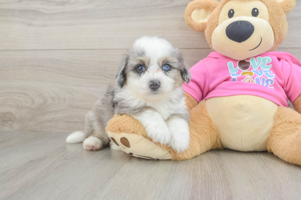 5 week old Aussiechon Puppy For Sale - Lone Star Pups