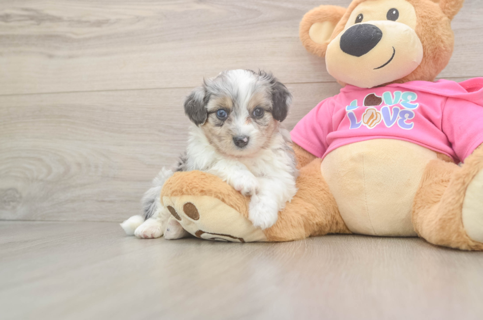 5 week old Aussiechon Puppy For Sale - Lone Star Pups
