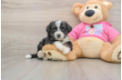 Sweet Aussiechon Baby
