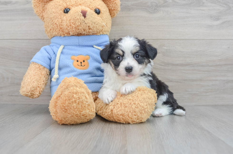6 week old Aussiechon Puppy For Sale - Lone Star Pups