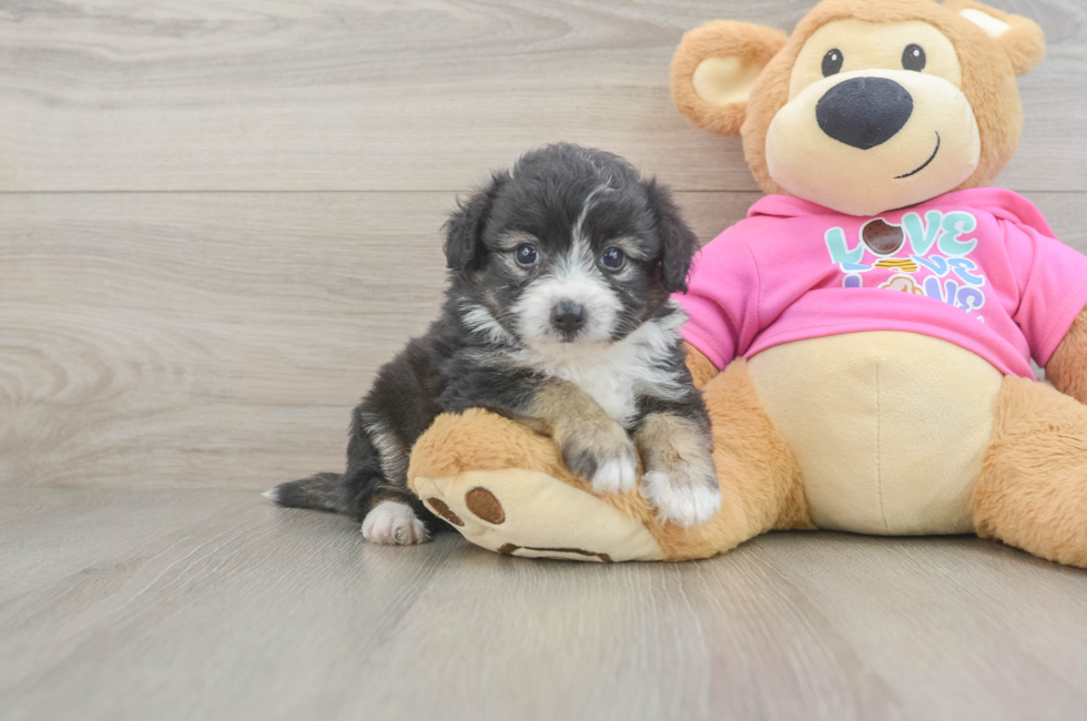 5 week old Aussiechon Puppy For Sale - Lone Star Pups