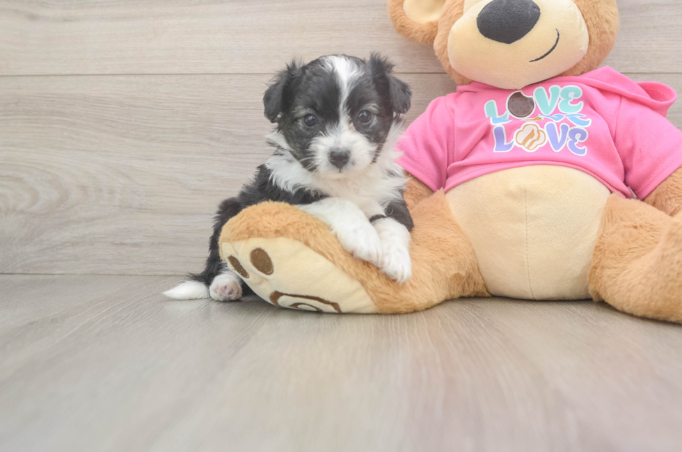 5 week old Aussiechon Puppy For Sale - Lone Star Pups