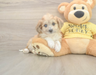 5 week old Aussiechon Puppy For Sale - Lone Star Pups