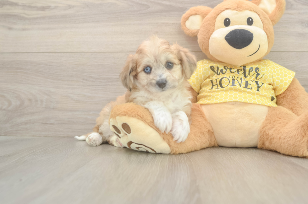 5 week old Aussiechon Puppy For Sale - Lone Star Pups