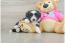 Petite Aussiechon Designer Pup