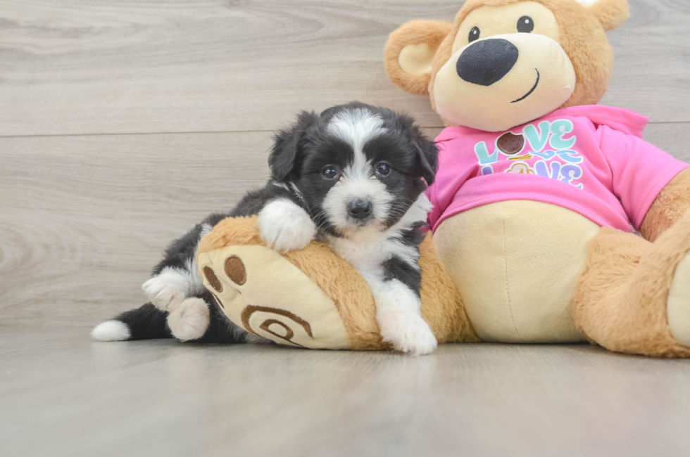 5 week old Aussiechon Puppy For Sale - Lone Star Pups