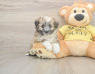 6 week old Aussiechon Puppy For Sale - Lone Star Pups