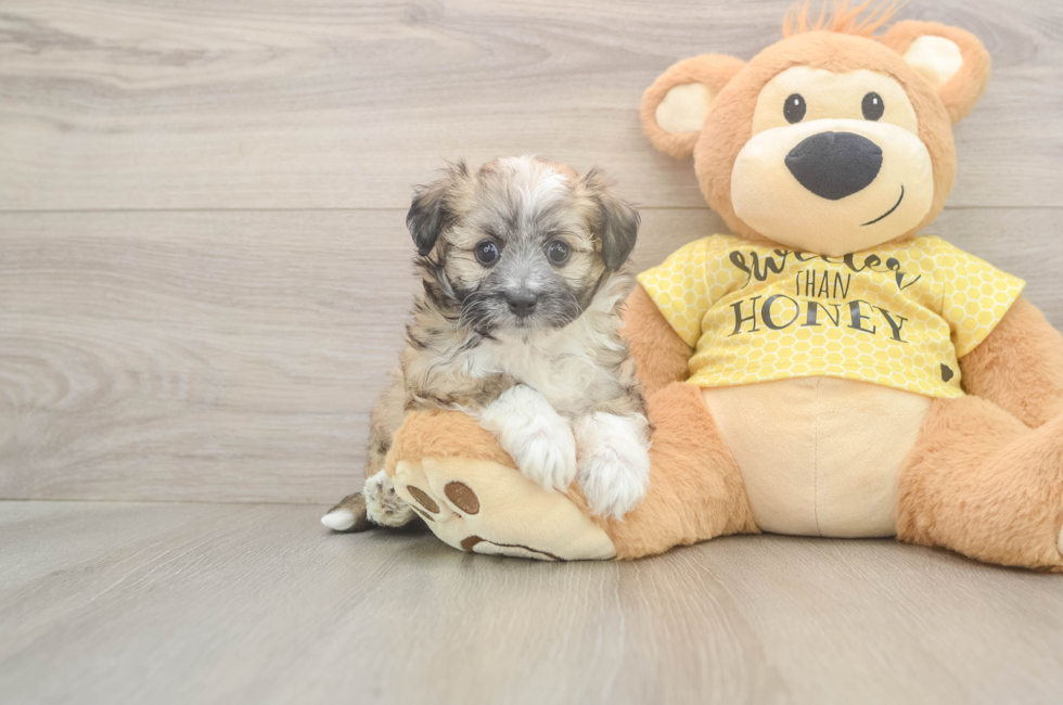 5 week old Aussiechon Puppy For Sale - Lone Star Pups