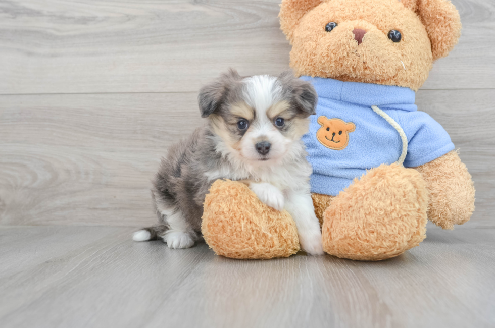6 week old Aussiechon Puppy For Sale - Lone Star Pups