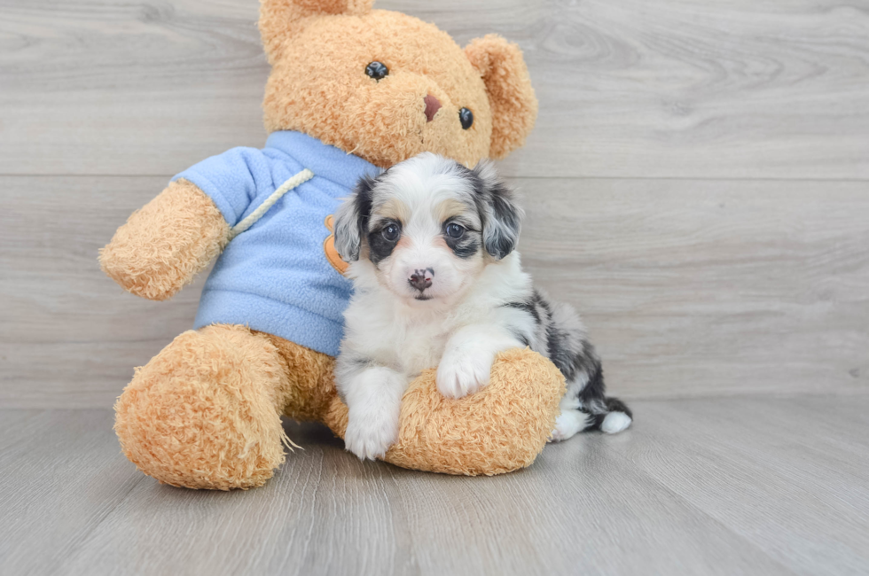 6 week old Aussiechon Puppy For Sale - Lone Star Pups