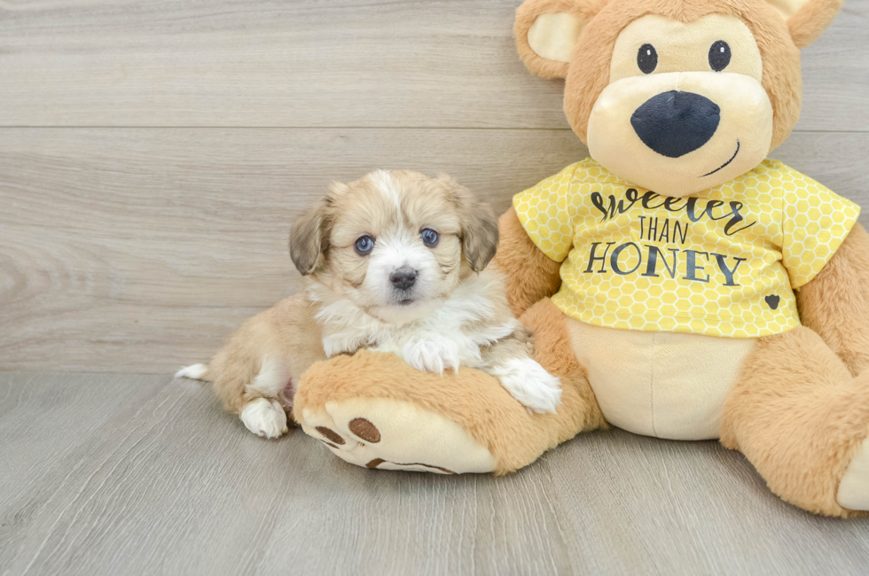 6 week old Aussiechon Puppy For Sale - Lone Star Pups