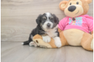 Aussiechon Pup Being Cute